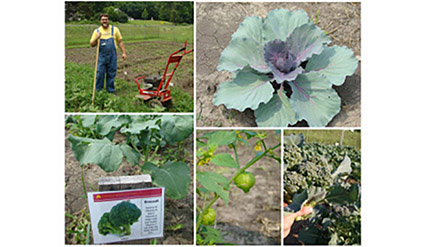 2015 Growing Season Underway at Blue Earth County Community Farm with New Partnership and Farm Manager